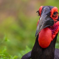 Trip to Kilimanjaro , Lake Manyara Game Reserve