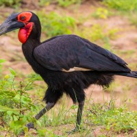 Trip to Kilimanjaro , Lake Manyara Game Reserve