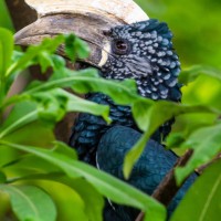 Trip to Kilimanjaro , Lake Manyara Game Reserve