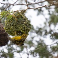 Trip to Kilimanjaro