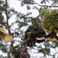 Trip to Kilimanjaro