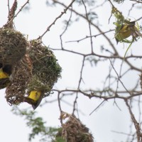 Trip to Kilimanjaro