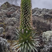 Trip to Kilimanjaro