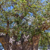 Tarangire National Park