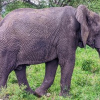 Tarangire National Park