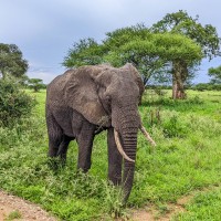 Tarangire National Park