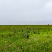 Ngorongoro Crater