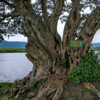 Ngorongoro Crater