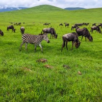 Ngorongoro Crater