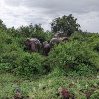 Trip to Kilimanjaro , Lake Manyara Game Reserve