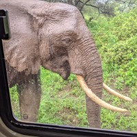 Trip to Kilimanjaro , Lake Manyara Game Reserve