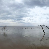 Trip to Kilimanjaro , Lake Manyara Game Reserve