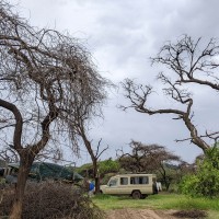 Trip to Kilimanjaro , Lake Manyara Game Reserve