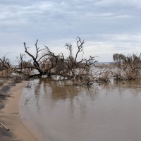 Trip to Kilimanjaro , Lake Manyara Game Reserve