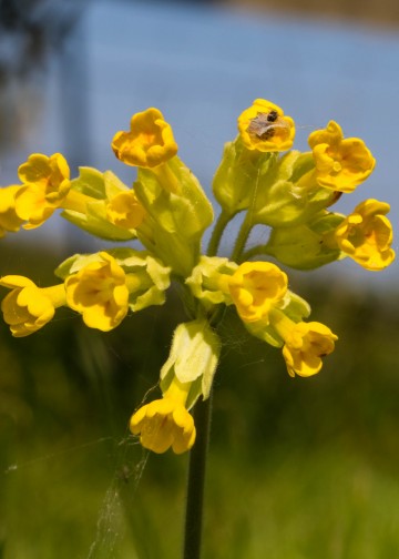 Garden wild flowers