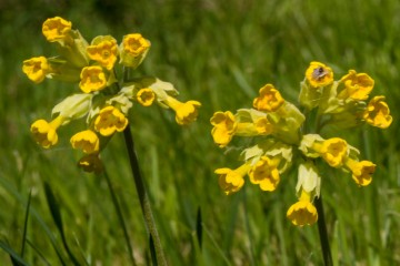 Garden wild flowers