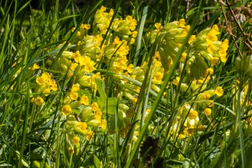 Garden wild flowers