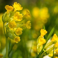 Garden wild flowers