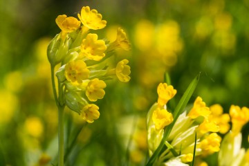 Garden wild flowers