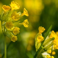 Garden wild flowers