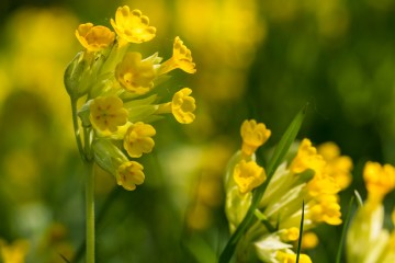 Garden wild flowers