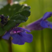 Garden wild flowers