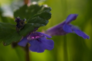 Garden wild flowers