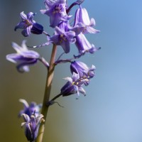 Garden wild flowers