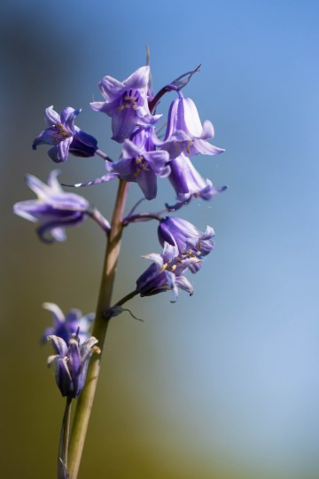 Garden wild flowers