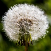 Garden wild flowers