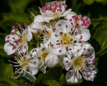 Garden wild flowers