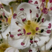 Garden wild flowers