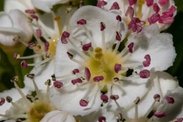 Garden wild flowers