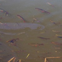 Fish in the pond of Peter Sheriff
