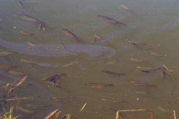 Fish in the pond of Peter Sheriff