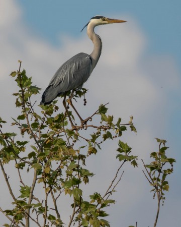Heron