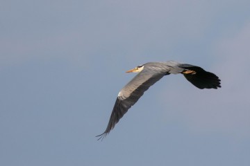 Heron