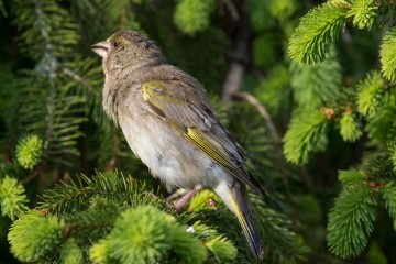 Young Greenfinch