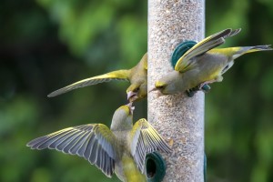 Greenfinch on the feeder