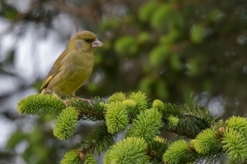 Greenfinch