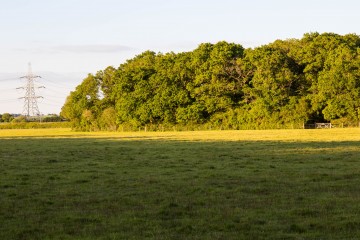 Ham Wood