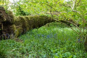 Ham Wood
