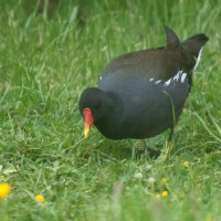 Moorhen