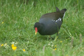 Moorhen