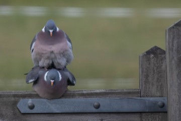 Pigeons