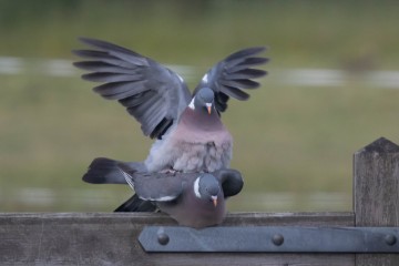 Pigeons