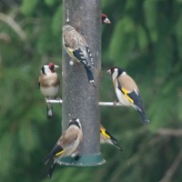 Goldfinch