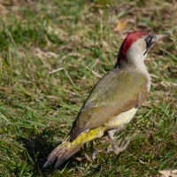 Green Woodpecker