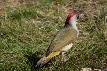 Green Woodpecker