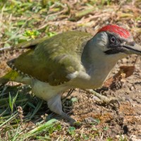 Green Woodpecker